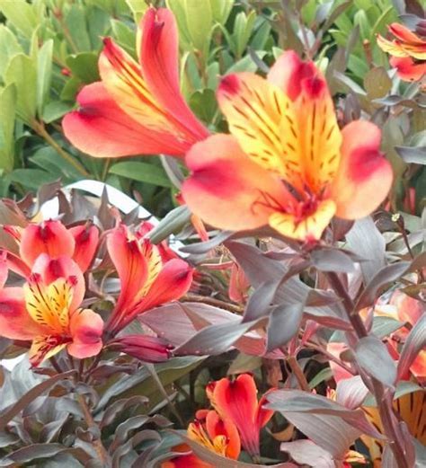 Incalelie Alstroemeria Indian Summer