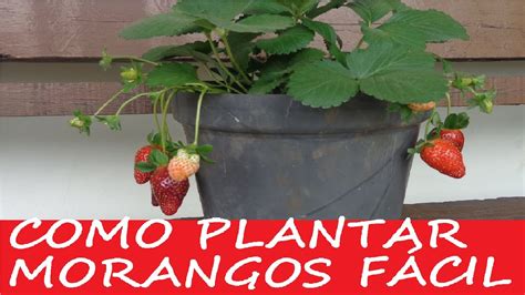 Como Plantar Morangos Em Vasos Processo Completo