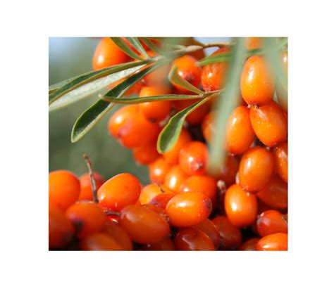 BSC Organic Frozen Sea Buckthorn Berries - The British Sea Buckthorn ...