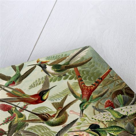 Hummingbirds. Trochilidae posters & prints by Ernst Haeckel