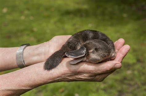 News At A Glance Platypus Breeding Southern Europes Sheep Plague