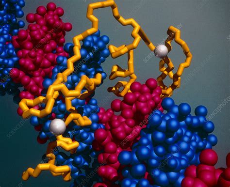 Protein Binding To Dna Stock Image G Science Photo Library