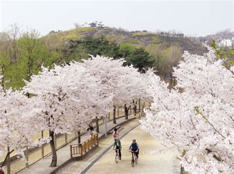 Seoul Forest Popular Seasonal Paths Nearby Attractions Koreatodo