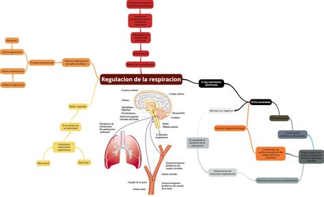 Fisiologia Humana Mecanismos De La Respiracion Regulacion De La