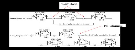 Gambar 3 Hidrolisis ikatan α 1 4 oleh α amilase dan ikatan α 1 6