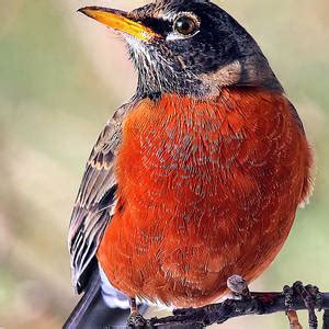 American Robin Photograph By Marcia Colelli Fine Art America