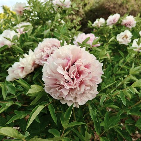 China paeonia rockii manufacturers, paeonia rockii suppliers, paeonia