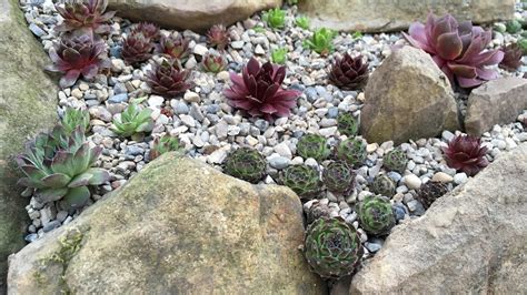 Succulent Rock Garden Design | Lesmyl Scuisine