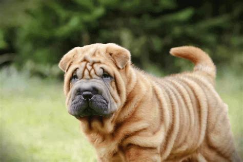 Shar Pei Conheça Tudo Sobre A Raça De Cachorro Doghero