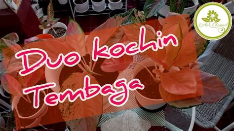 Aglaonema Kochin Tembaga YouTube