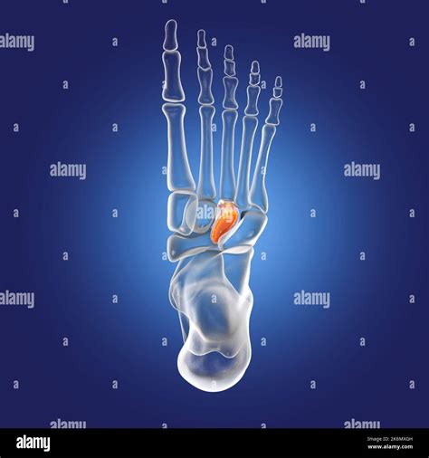 Lateral cuneiform bone, illustration Stock Photo - Alamy