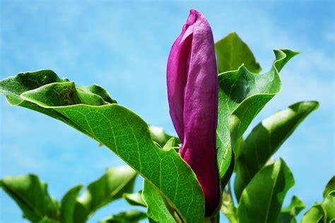 Magnolia Rosado Flor Foto Gratis En Pixabay Pixabay