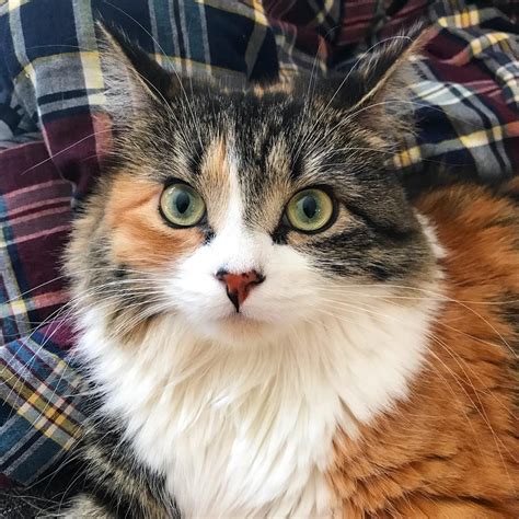 Beauty With Plaid Calico Cat Facts Cute Cats Kittens Cutest