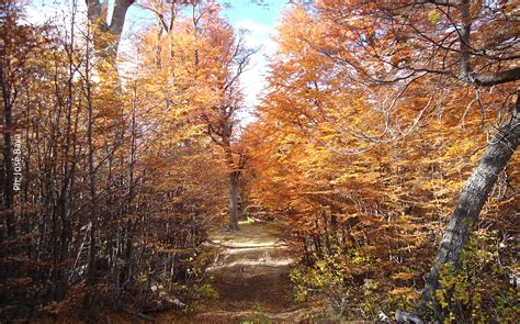 La Importancia De Los Bosques Y Del Sector Forestal Frente Al Cambio