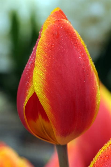 Flair Single Early Tulip P Aker Flower Bulbs And Seeds