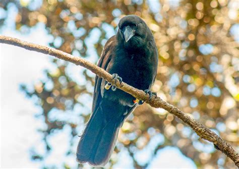 Conservationists Bringing Wild Hawaiian Crows Back into Breeding