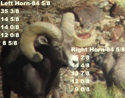 Jay Scott Outdoors How To Field Judge And Score Desert Bighorn Sheep 4