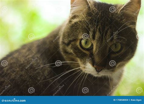 Portrait Ofbrown Tabby Cat Big Green Eyes A Beautiful Background For Wallpaper Cover