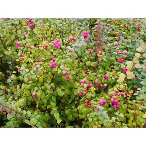 Symphoricarpos X Doorenbosii Magic Berry Symphorine