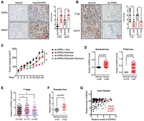 The M A Err Axis And In Vivo Cancer Progression A Ihc Err And