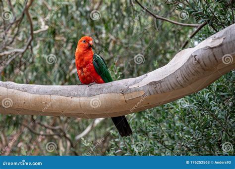 Australian King Parrot Alisterus Scapularis Perched On A Tree Branch