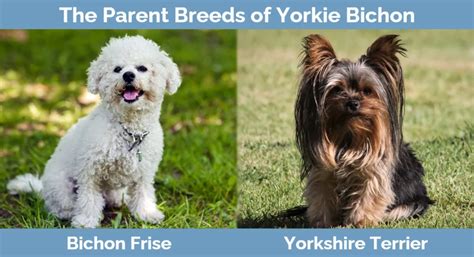 Yorkie Bichon (Bichon Frise & Yorkshire Terrier Mix): Info, Pictures ...