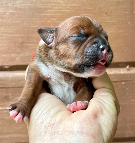 Chiot Staffordshire Bull Terrier Chiot Du Coeur Des Terres