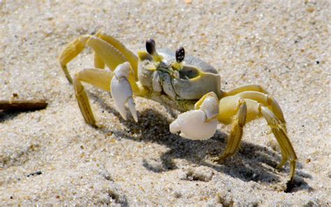 Ghost Crab Behavior