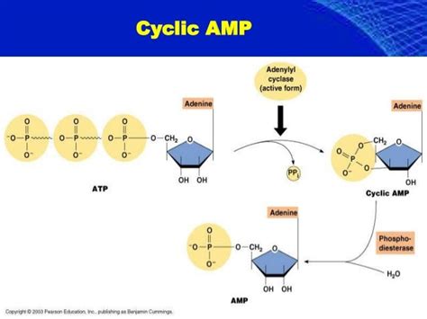 Cyclic Amp