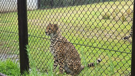 千葉市動物公園【公式】 On Twitter 現在、カールとチューマが展示場にいます。この2頭が出た瞬間に雨が・・・。もしかして雨男？飼