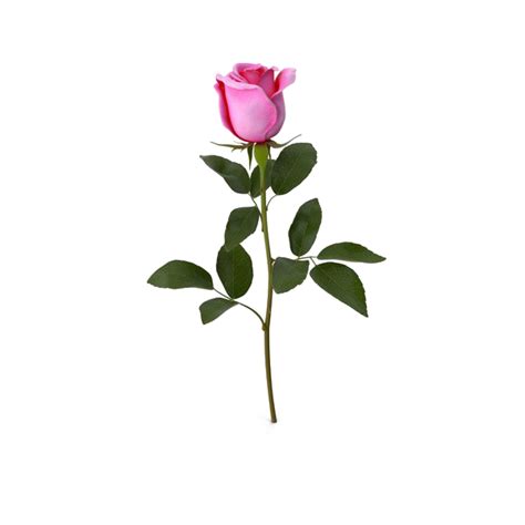 Single Pink Rose Transparent