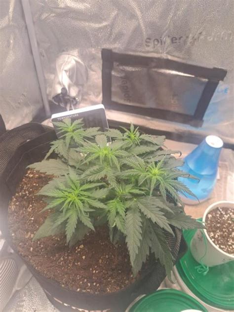 Seedsman OG Kush Auto Grow Journal By Dscollard GrowDiaries