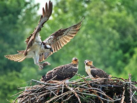 Hawk Bird Nature Royalty Free Photo