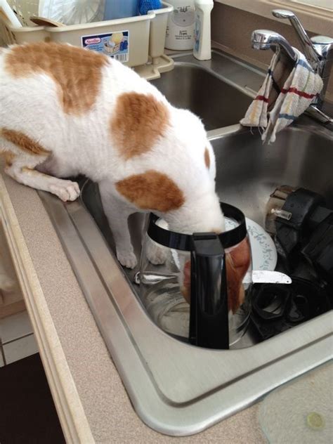 15 Cats Hyped Up On Coffee Memes To Get Your Through This Day Cat