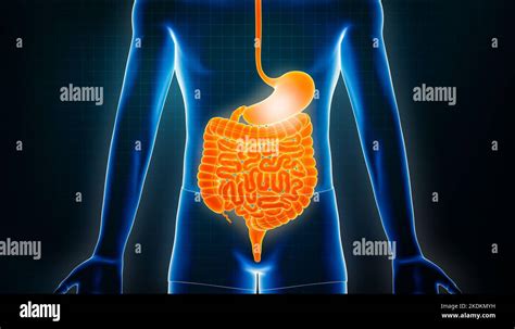 Illustrazione Del Tratto Intestinale 3D Vista Anteriore O Frontale