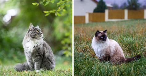 Maine Coon Versus Ragdoll - MaineCoon.org