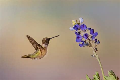 Types Of Hummingbirds In Oregon With Pictures