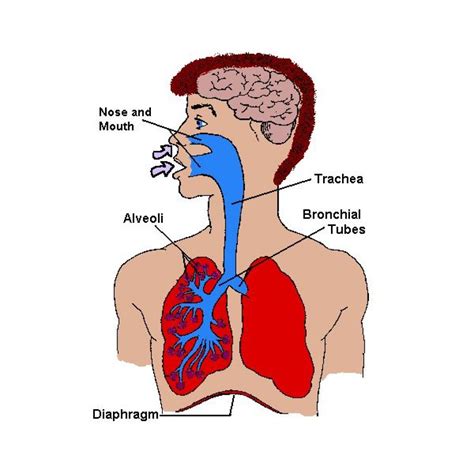 Lung Pictures For Kids - ClipArt Best