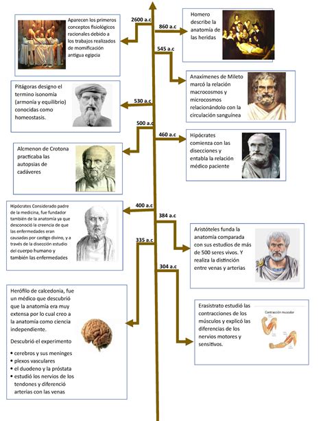 Linea De Tiempo De La Historia De La Anatomia Esquemas Y Mapas