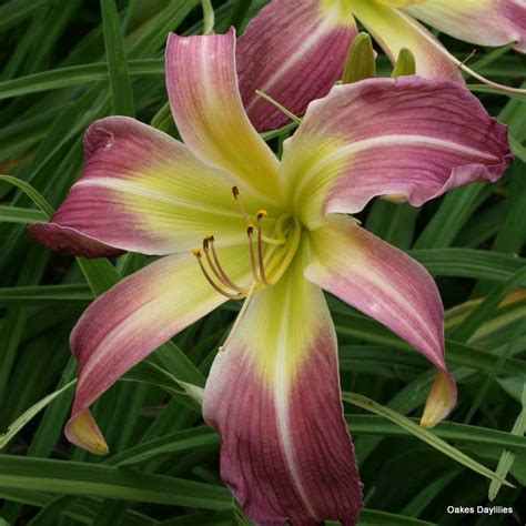 Wilson Spider Daylily Big Purple Blooms Oakes Daylilies