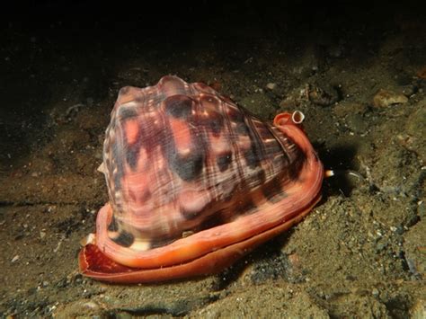 Bull Mouth Snail Cypraecassis Rufa INaturalist