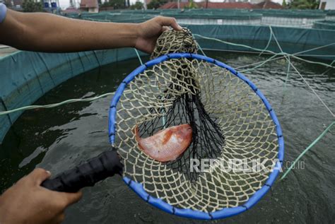 Kementerian Kkp Dorong Budi Daya Nila Republika Online