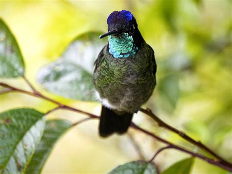 Hummingbirds in Arkansas: 9 Species That You Can Spot