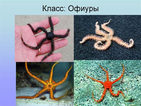 Тип Иглокожие - презентация онлайн