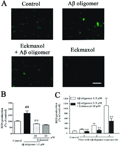 Eckmaxol Prevents Aβ Oligomer Induced Elevation Of Intracellular Ros In