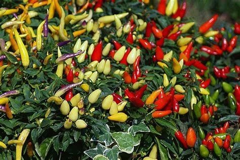 Growing Hydroponic Peppers For Dummies Gardening Tips