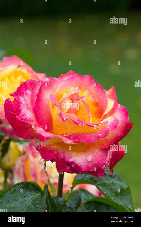 Mature Rose Flower Stock Photo Alamy