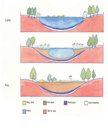 The formation of fen peatland habitats in Ireland - Irish Peatland Conservation CouncilIrish ...