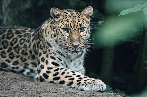 Oltre Foto Amur Leopard Leopardo Gratis Pixabay