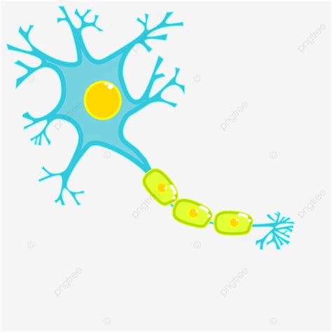 Neuron Nerve Axon Dendritic Brain Science Impulse Vector Illustration, Neurons, Nerves, Axon PNG ...